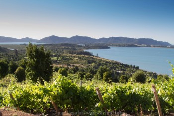 wines of Chile