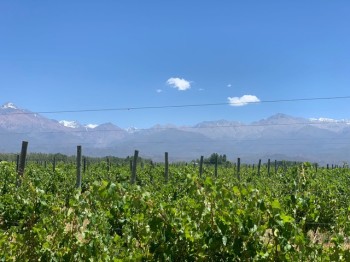Vineyards with mountains